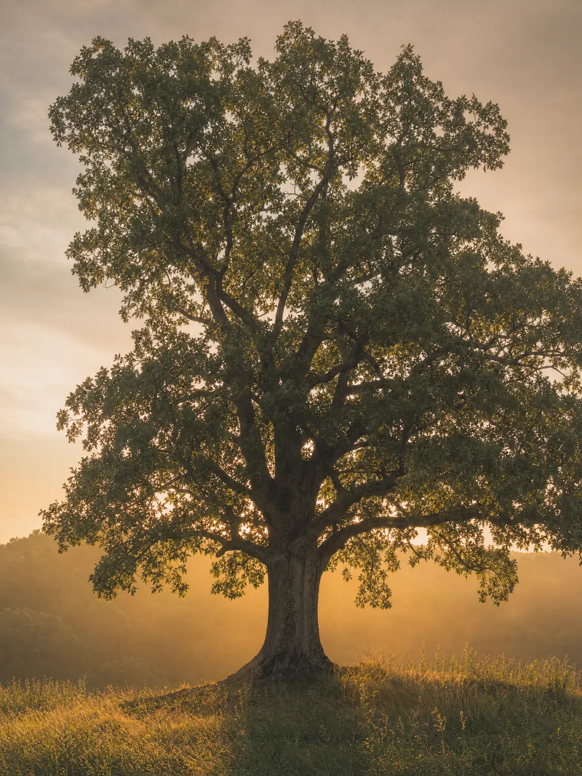 A single oak in soft golden morning light