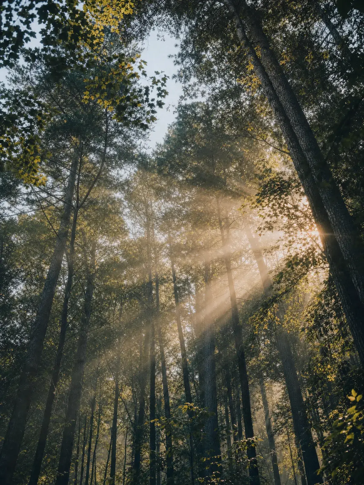 Sunlight through a tall tree canopy