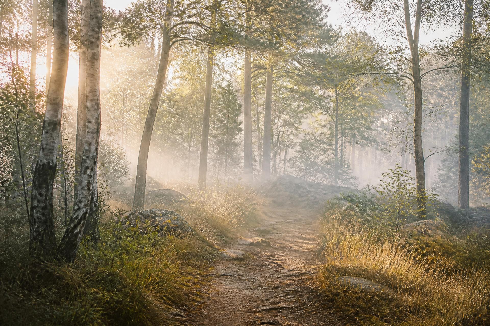 A footpath through a misty woodland in early morning light
