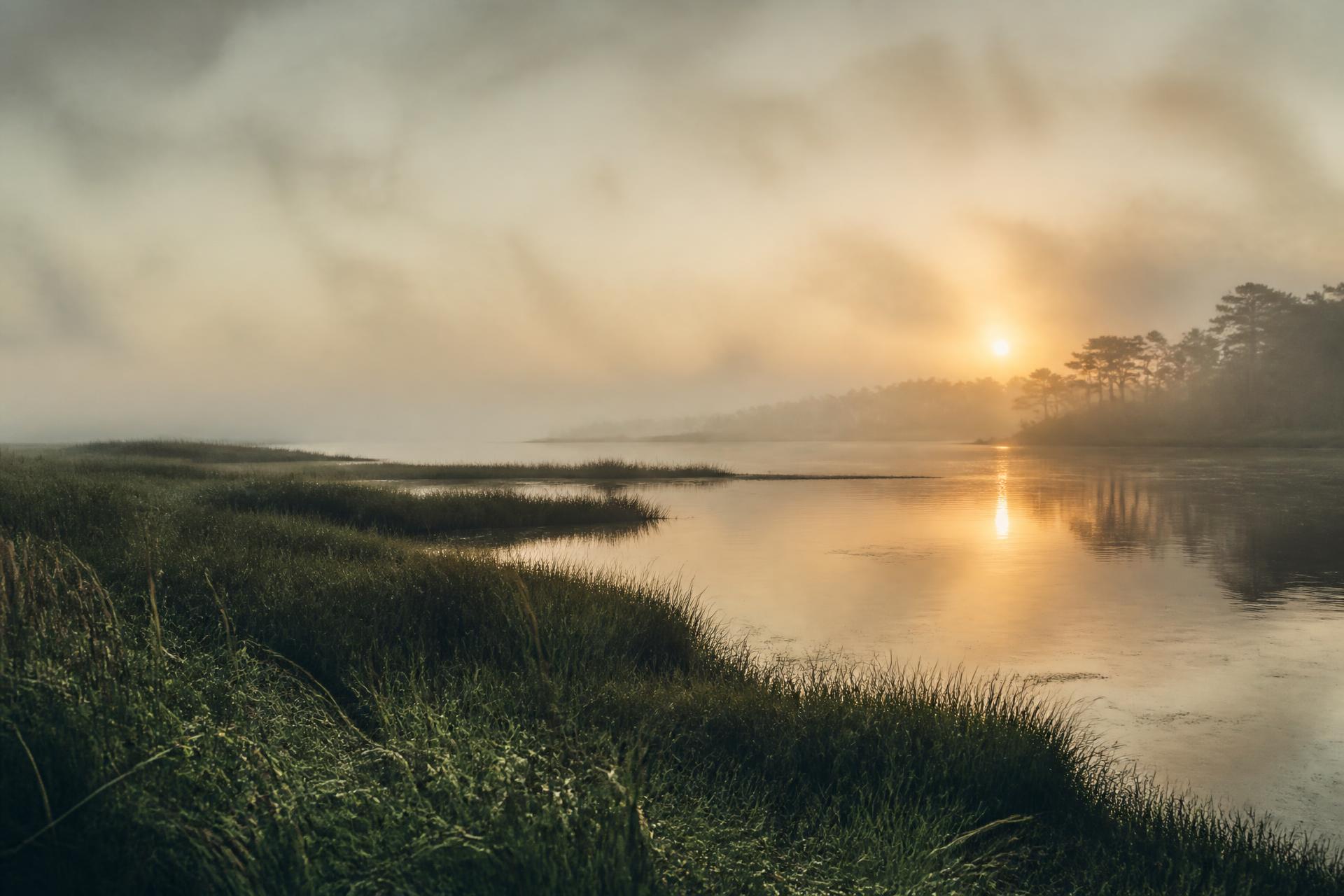 Marsh grasses at the water's edge under low mist at sunrise